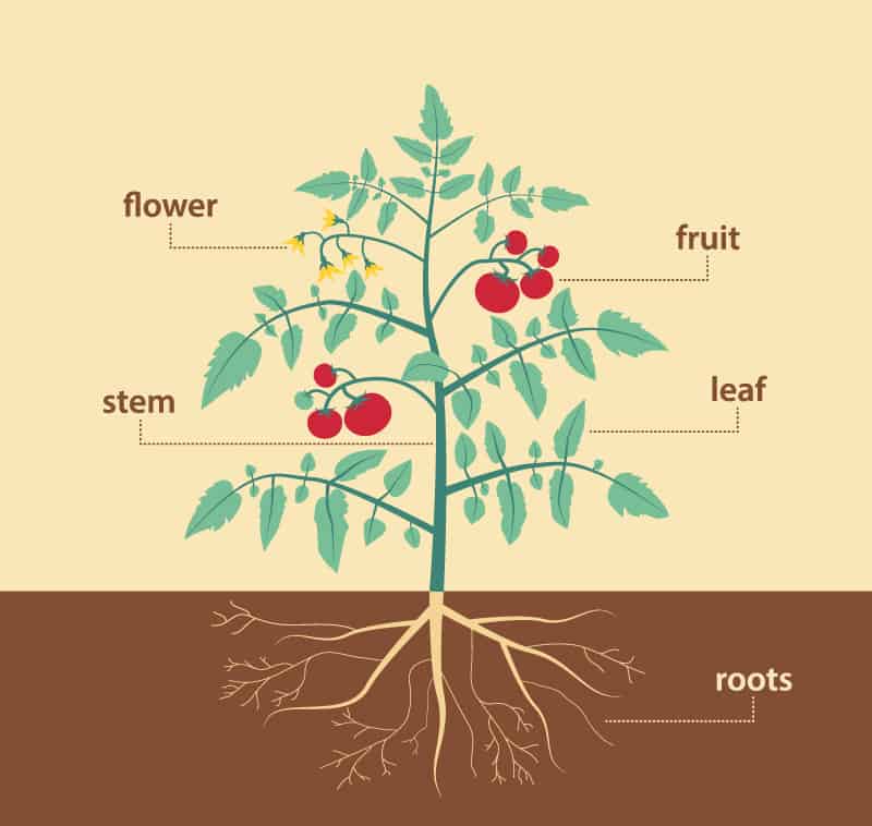 Parts Of Plants Diagram