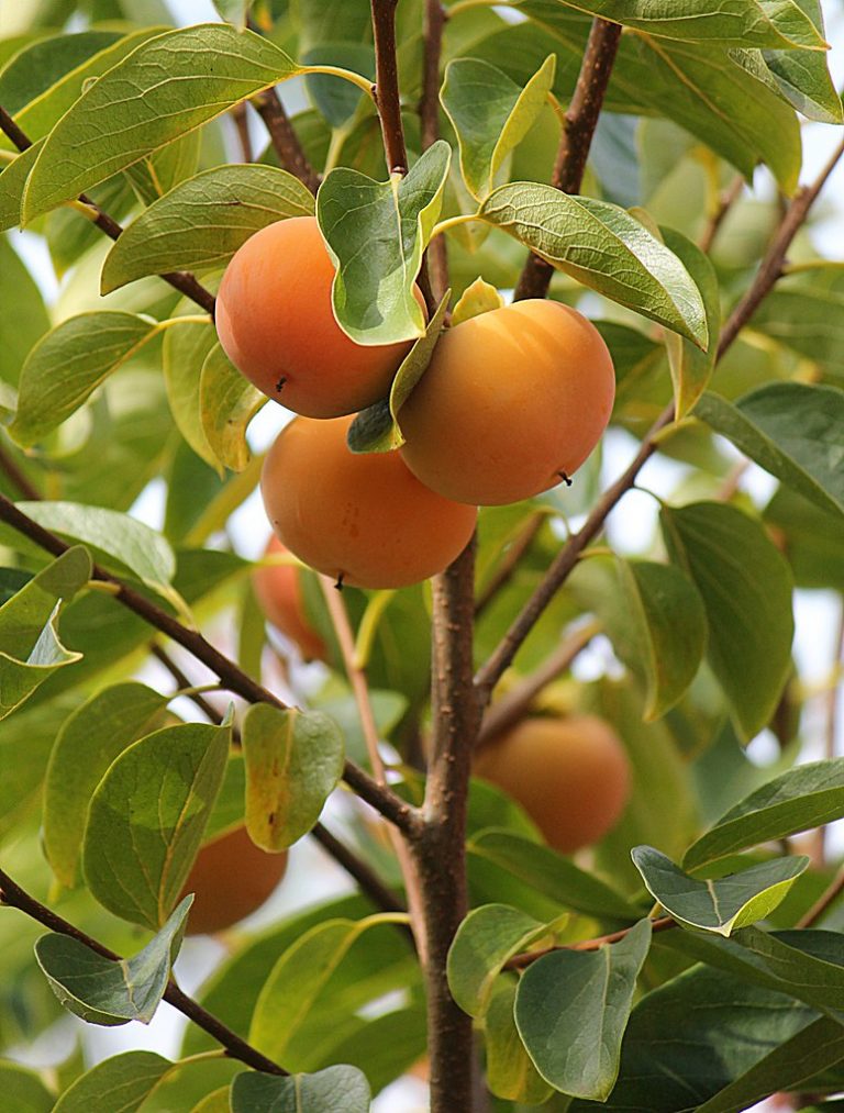 triumph persimmon tree for sale