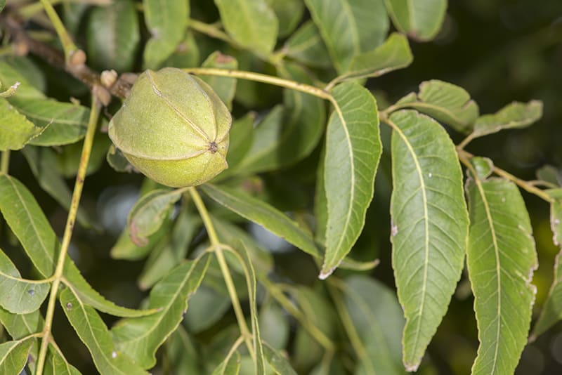 Pecan Trees for Sale | Trees.com