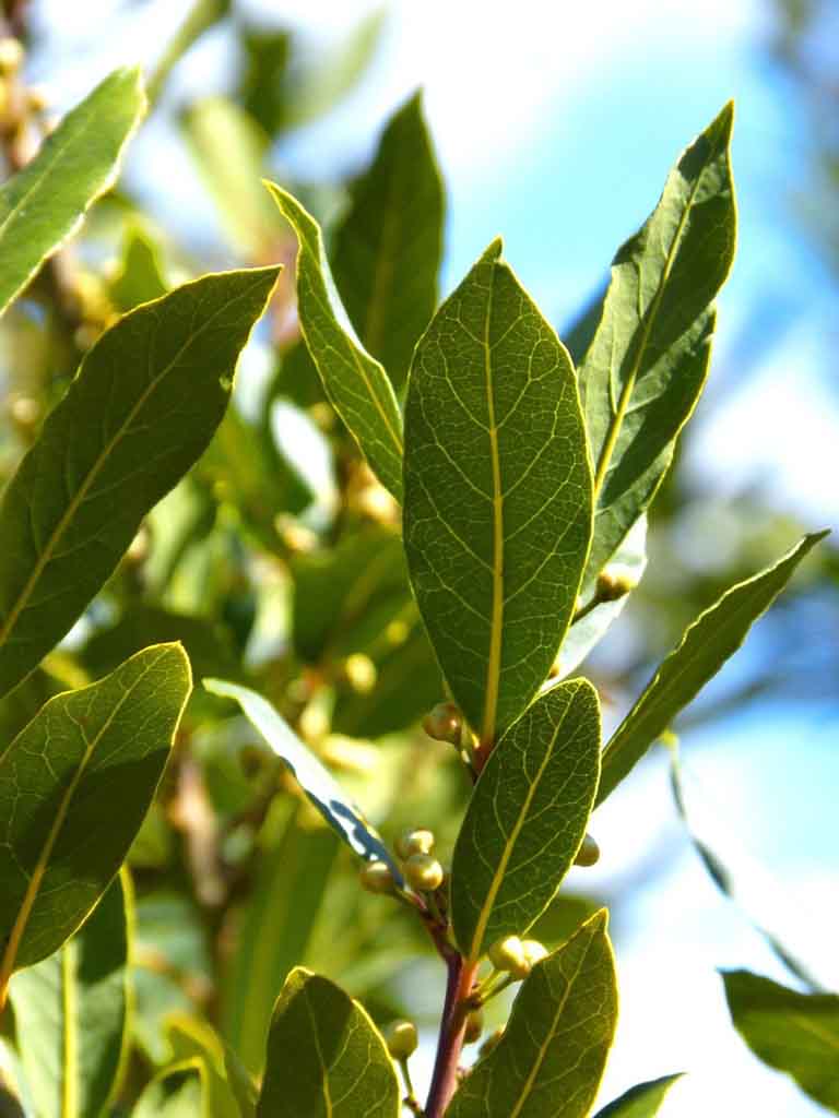 Bay Laurel Trees Buying & Growing Guide