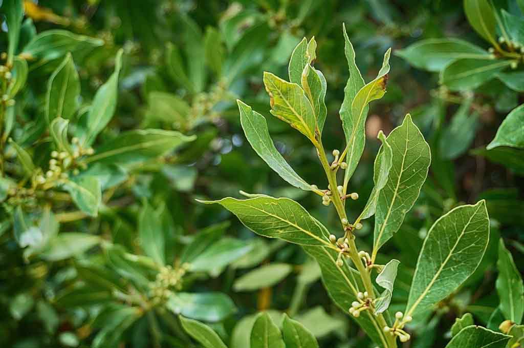 harvesting bay laurel plant timing and techniques