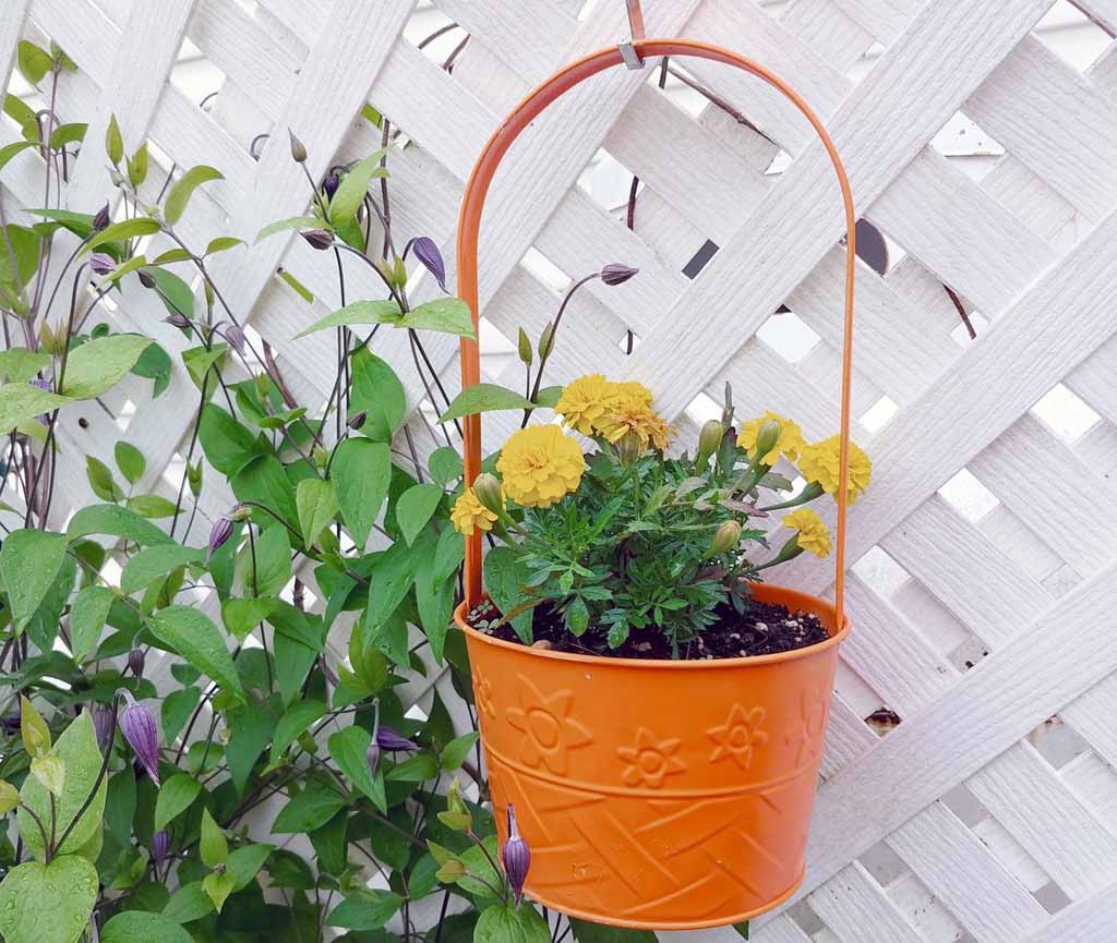 Marigold Flowers Buying & Growing Guide | Trees.com