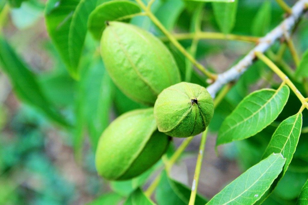 pecan-trees-for-sale-trees