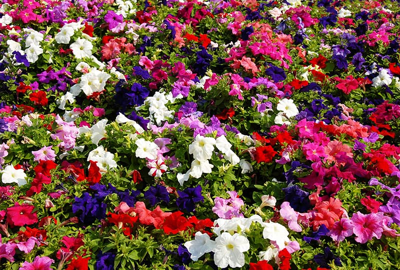 Top 15 Most Beautiful Flowers You Can Grow In Your Garden Immediately Trees Com