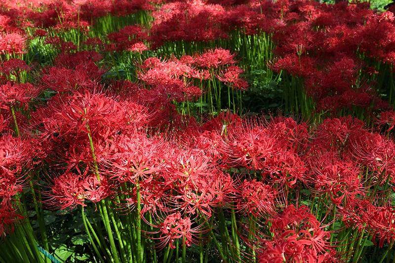 Red Spider Lily How To Plant Grow And Care For Lycoris Radiata Trees Com