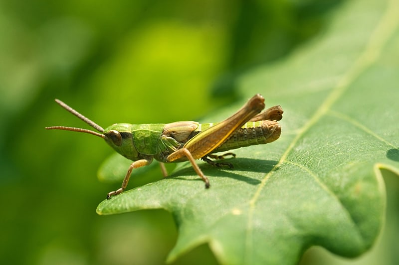 15 Different Types Of Grasshoppers Pictures Facts Trees Com