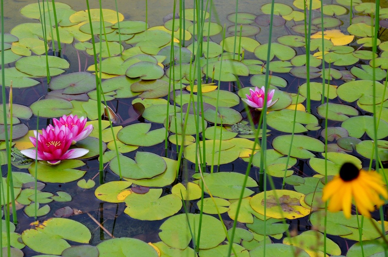 Water Lily Buying Growing Guide Trees Com   Water Lilies 