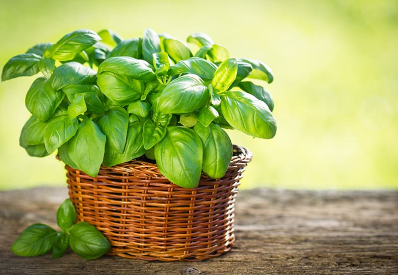 Herb Plants for Sale Buying & Growing Guide