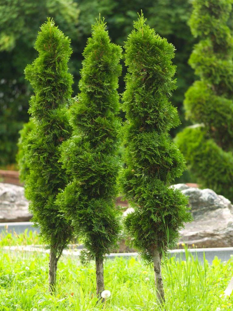 Arborvitae Trees for Sale - Trees.com