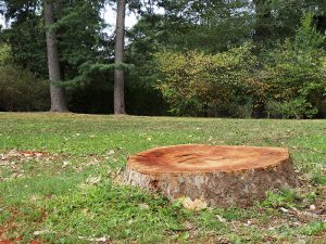 How to Remove a Tree Stump with Epsom Salt | Trees.com