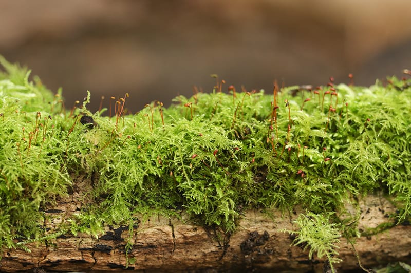What Side of the Tree Does Moss Grow On? - Woodland Trust