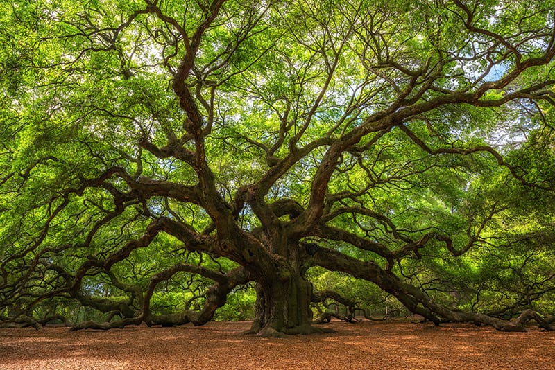 oak-trees-for-sale-buying-growing-guide-trees