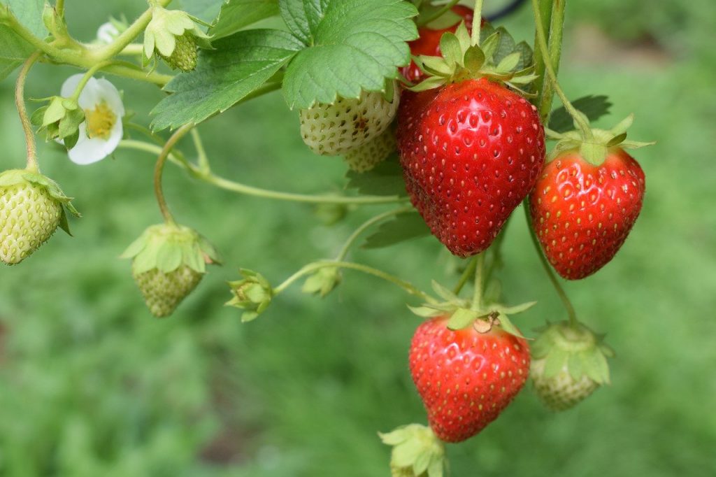 Strawberry Bushes Buying Growing Guide Trees Com