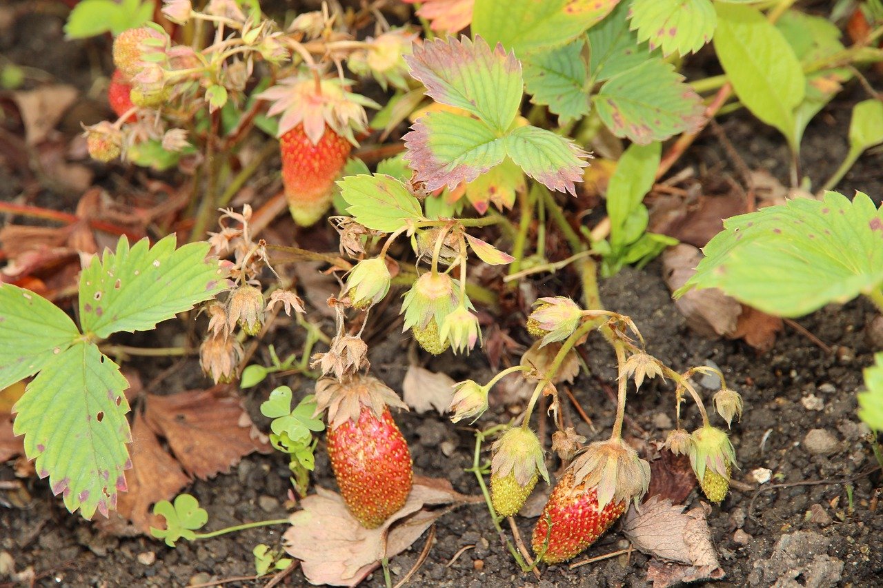 Strawberry Bushes Buying & Growing Guide