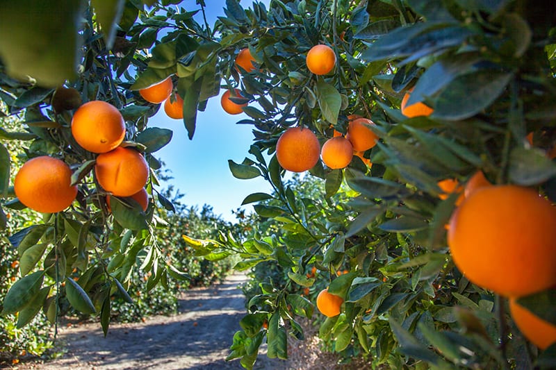 Orange Trees for Sale Buying & Growing Guide