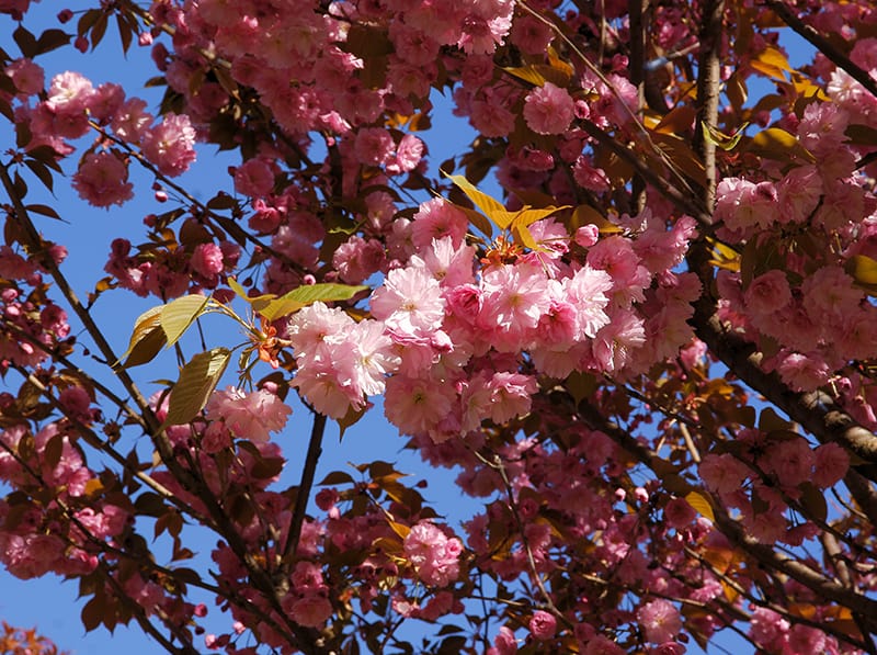 Cherry Blossom Trees For Sale Buying Growing Guide Trees