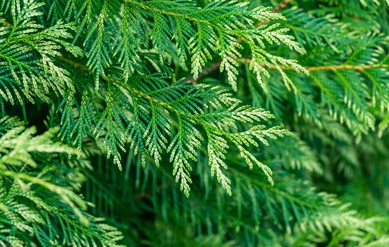 Thuja Green Giant - Growing and Care Guide | Trees.com