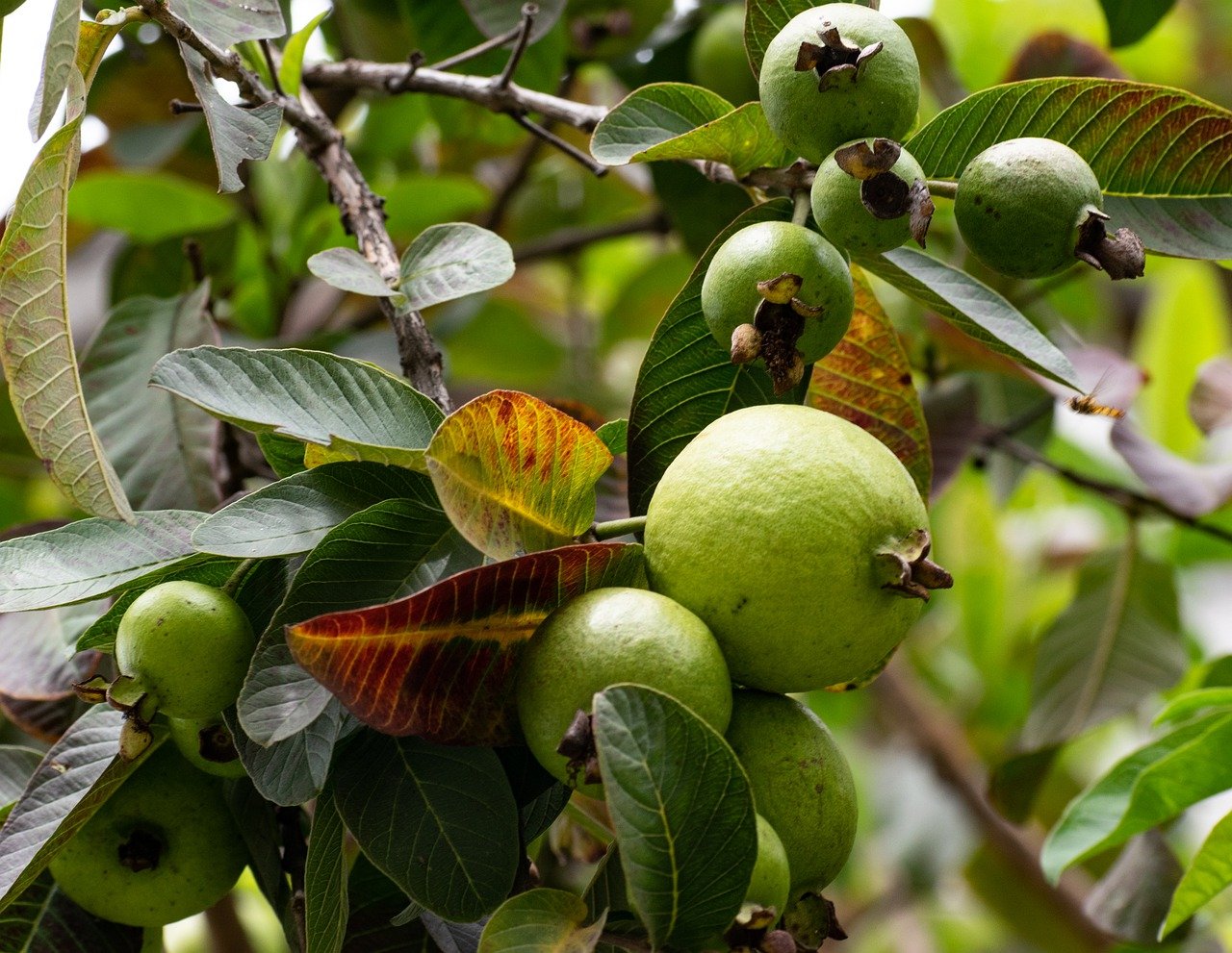 Guava Trees In Florida at Lloyd Velez blog