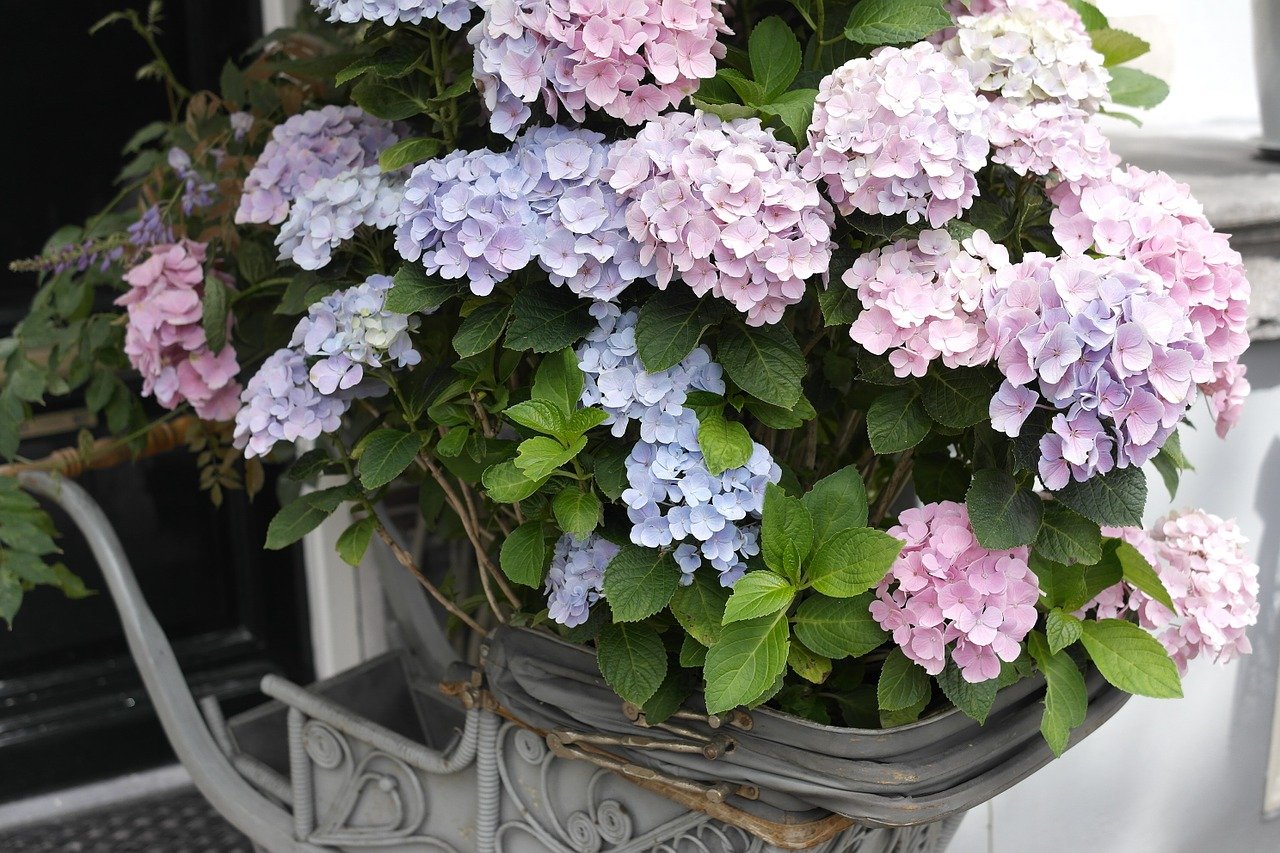 Hydrangea Shrubs Buying & Growing Guide | Trees.com