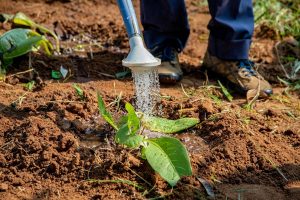 Cypress Trees Buying & Growing Guide | Trees.com