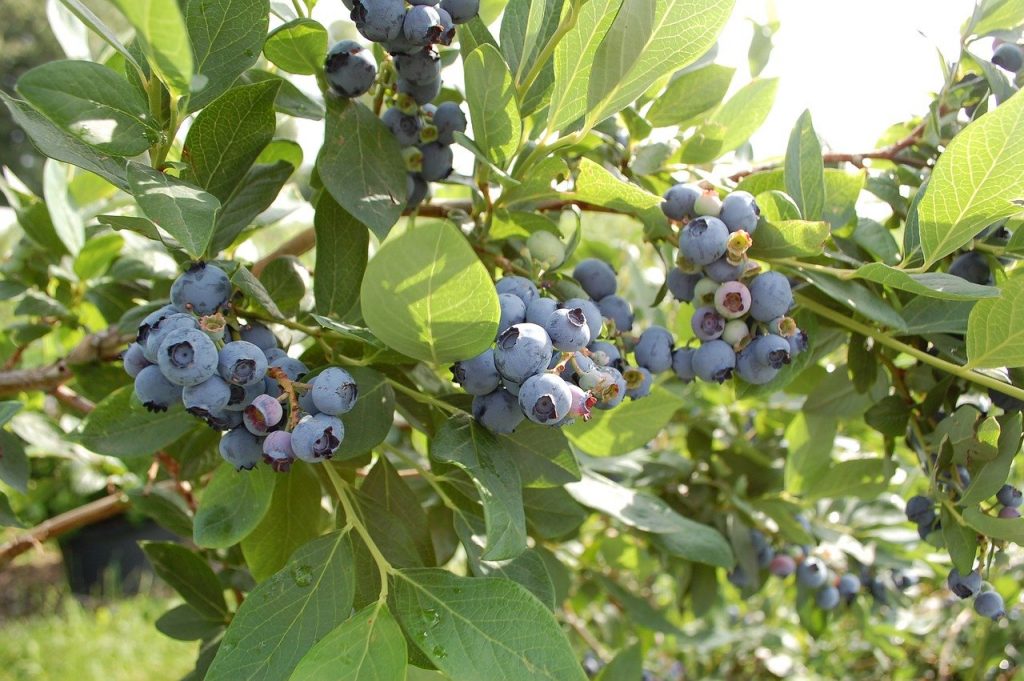 Best soil to plant blueberry bushes information