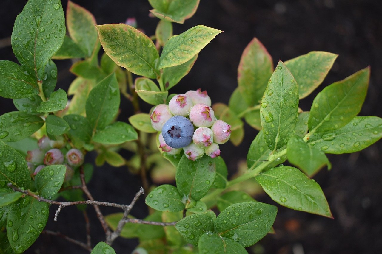 Where is the best place to plant blueberry bushes Idea