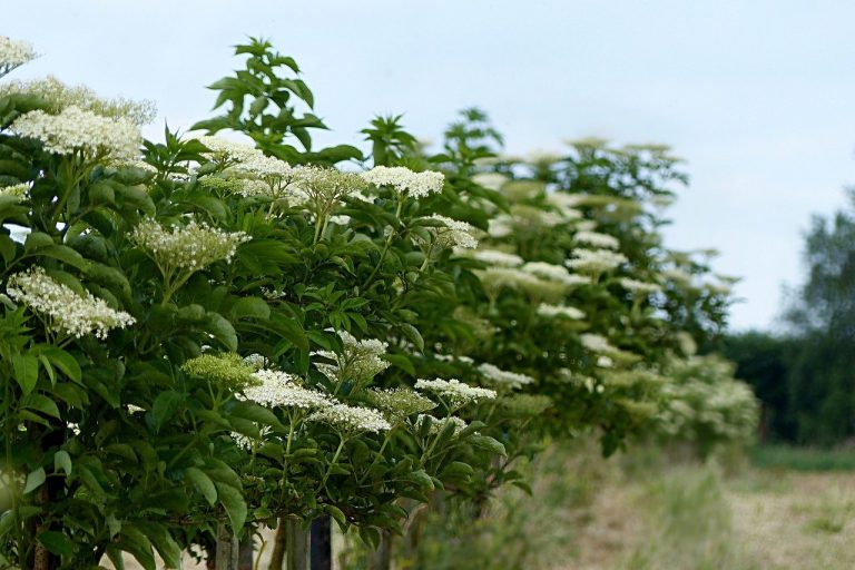 John & Adams Elderberry Shrub Pairs Buying & Growing Guide