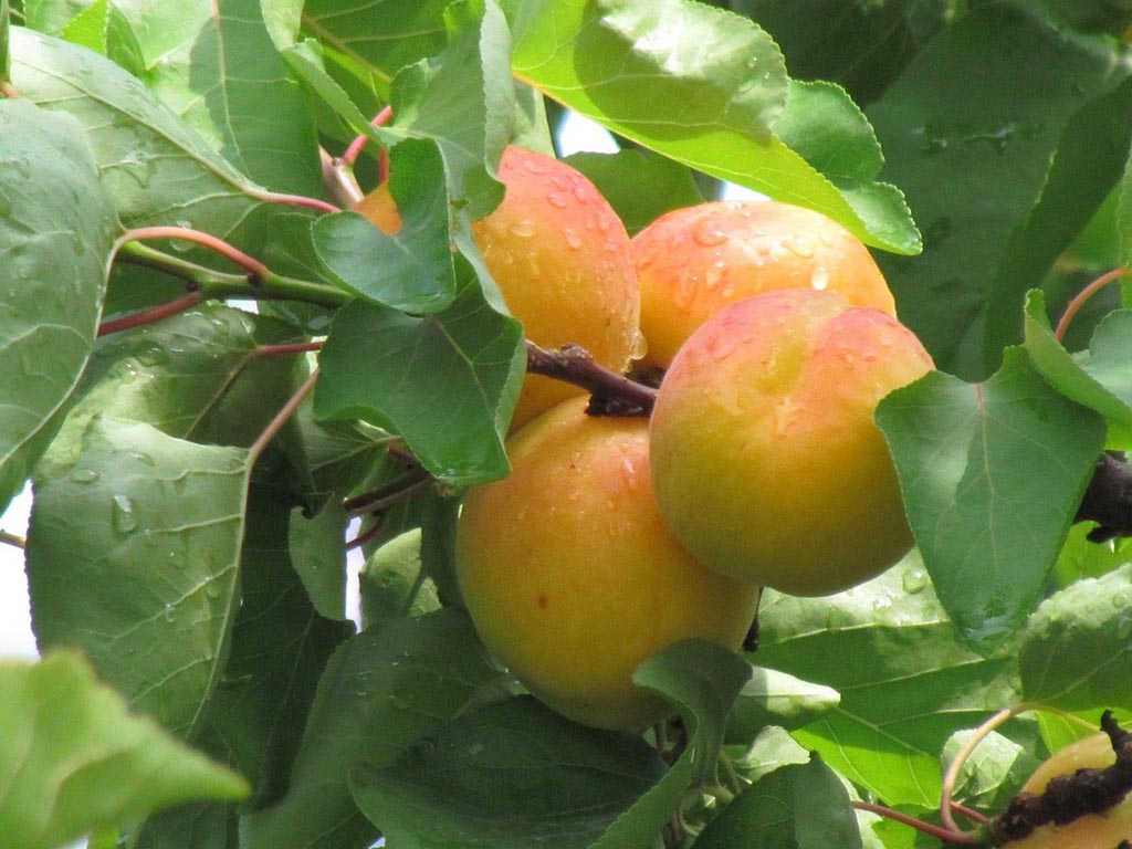 Peach Trees Buying Growing Guide Trees Com