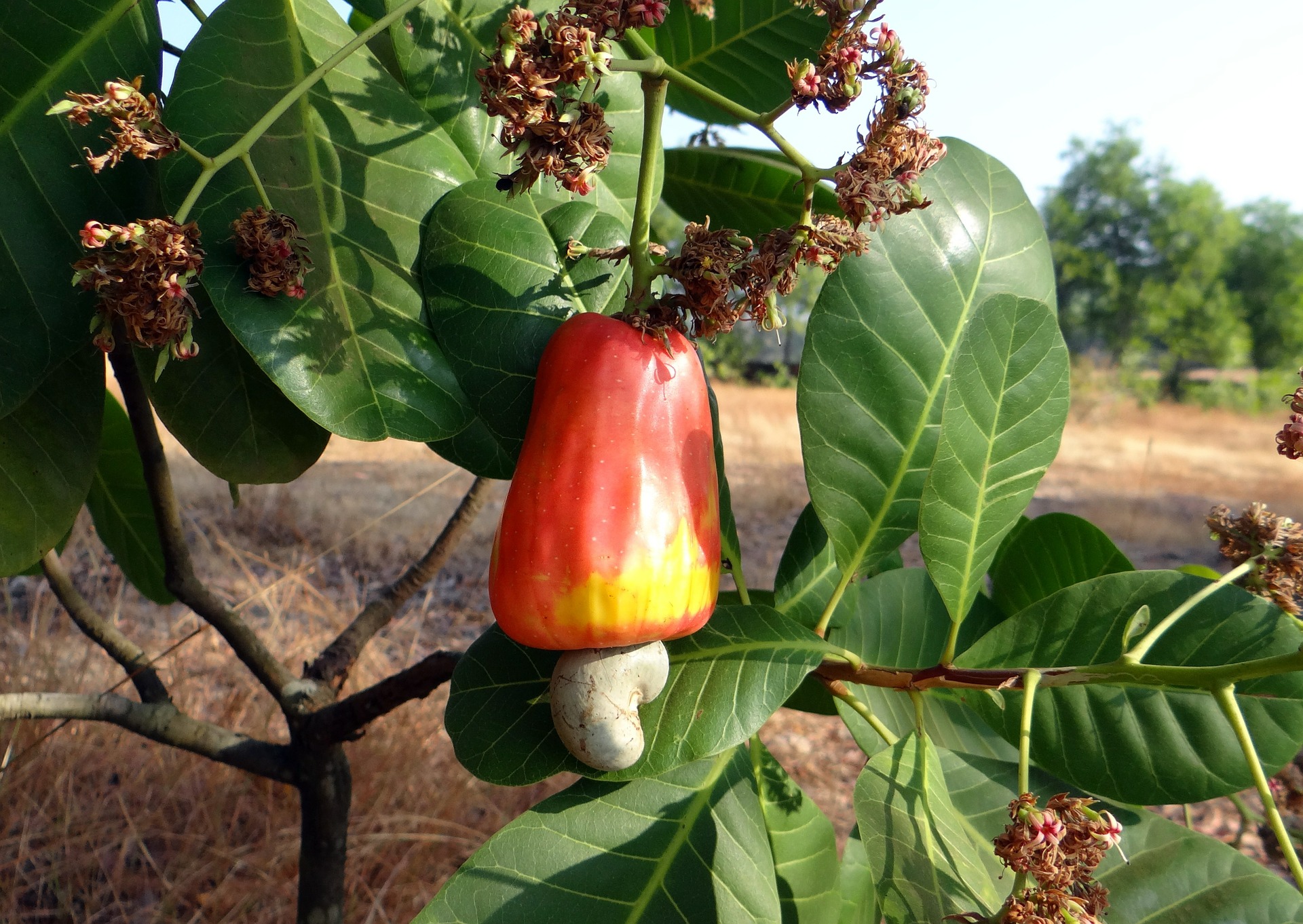 Cashew Tree For Sale Buying Growing Guide Trees