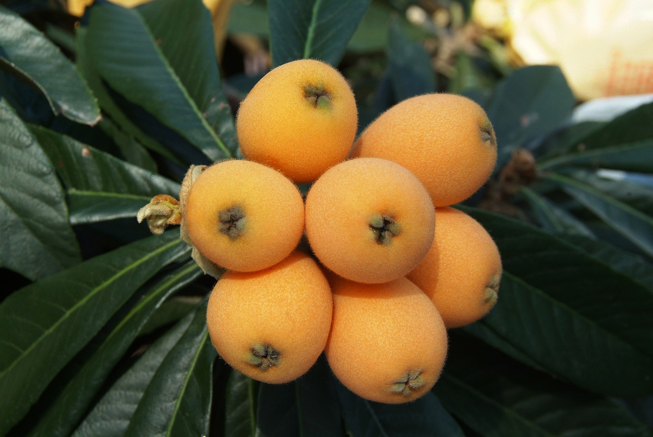 Loquat Tree for Sale