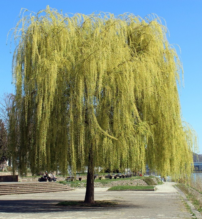 Weeping Willow Trees For Sale 
