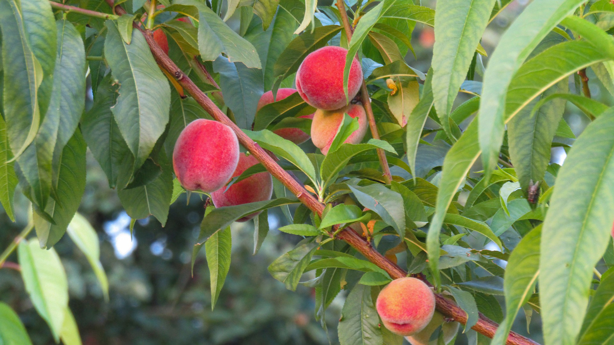 https://www.trees.com/wp-content/uploads/2022/01/Nectarine-Trees.jpg