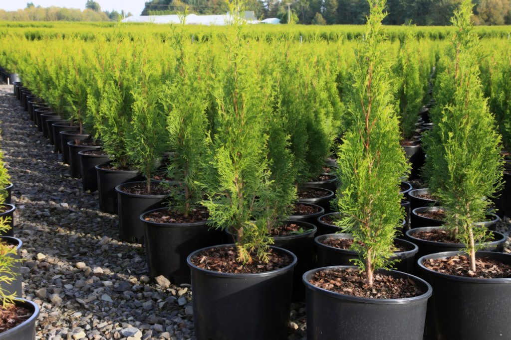 Tree Nurseries | Trees.com