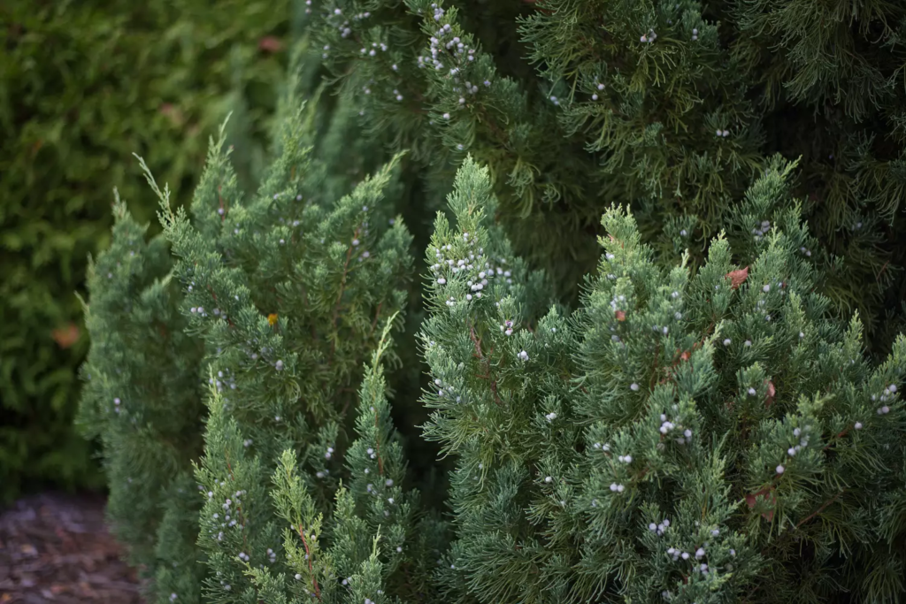 Blue Point Juniper For Sale Buying And Growing Guide