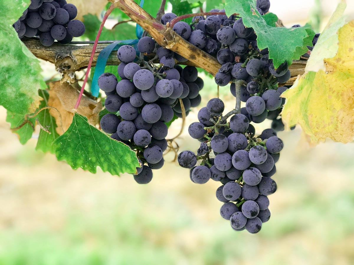 Concord Grape for Sale Buying & Growing Guide