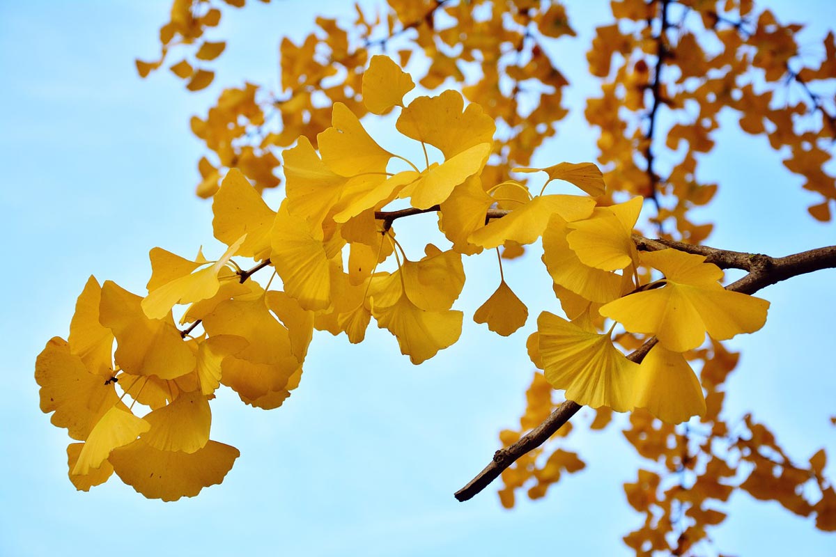 Goldspire Ginkgo Tree for Sale - Buying & Growing Guide 