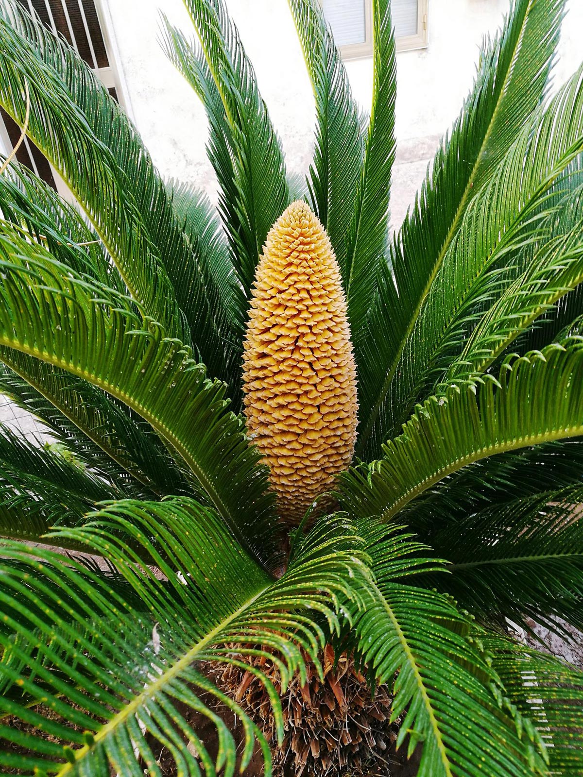 Sago Palm Tree for Sale - Buying & Growing Guide 