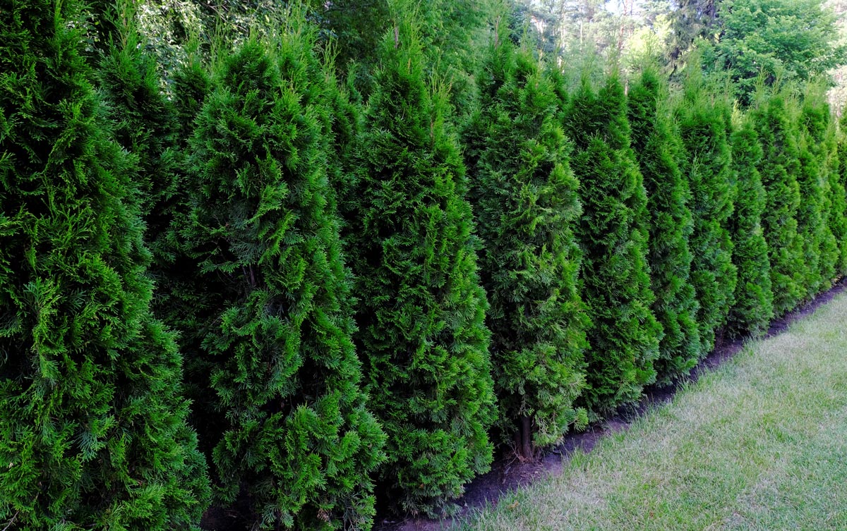 Taylor Juniper Trees for Sale Trees