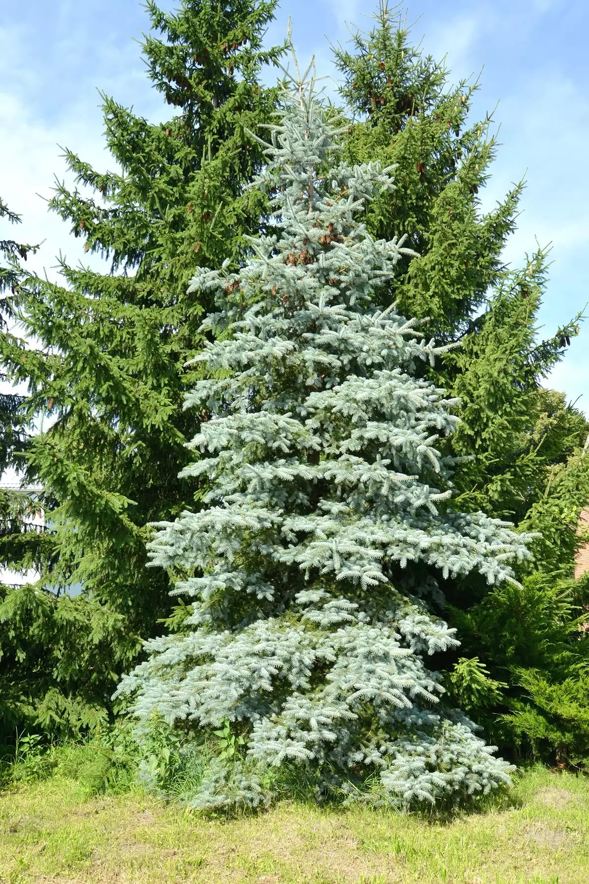 Blue Wonder Spruce Tree For Sale Buying Growing Guide Trees Com