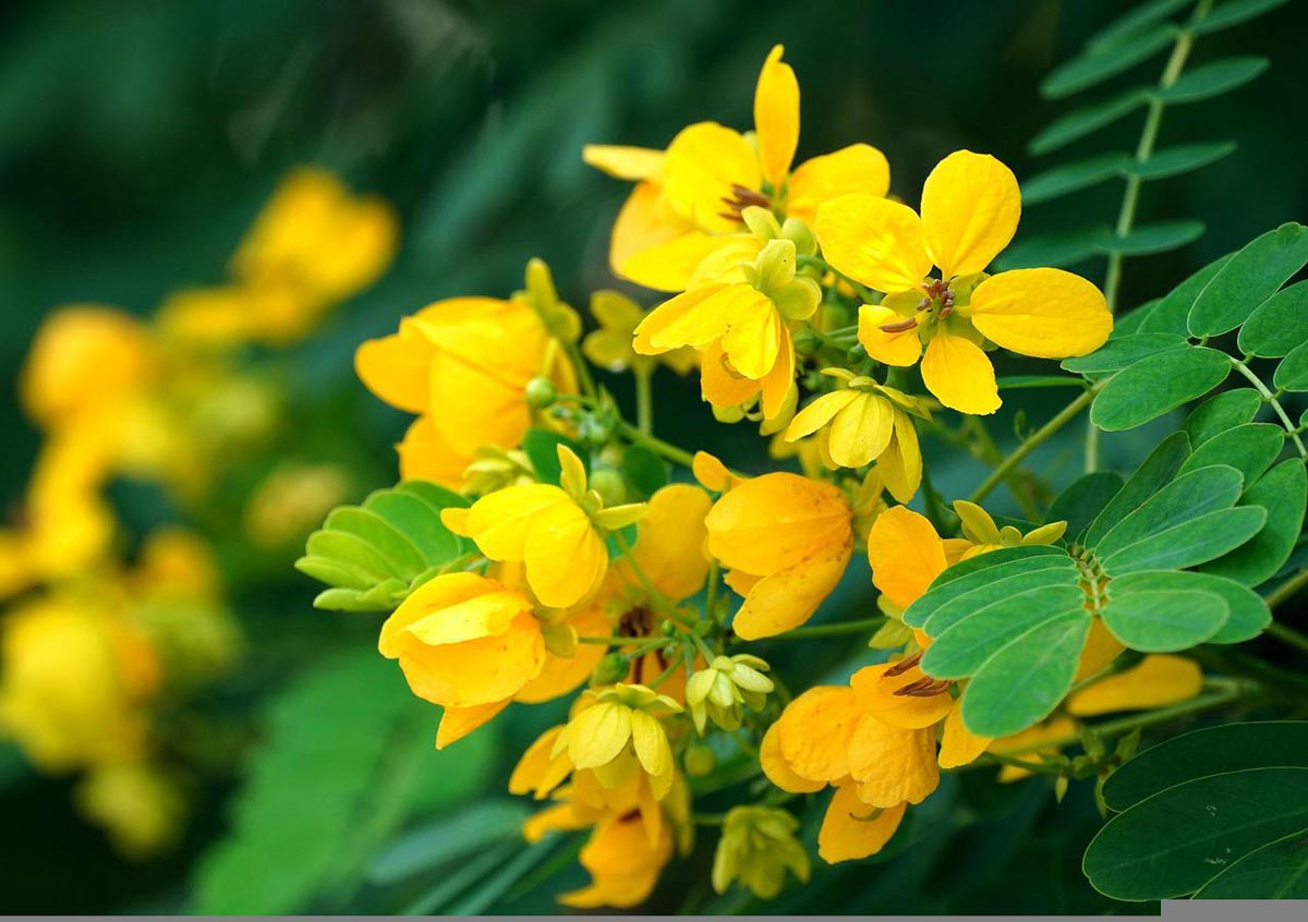 Cassia Tree For Sale Buying And Growing Guide