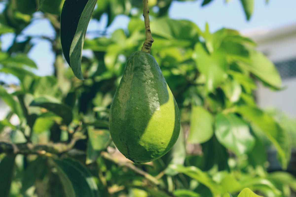 Cold Hardy Avocado Tree For Sale Buying And Growing Guide