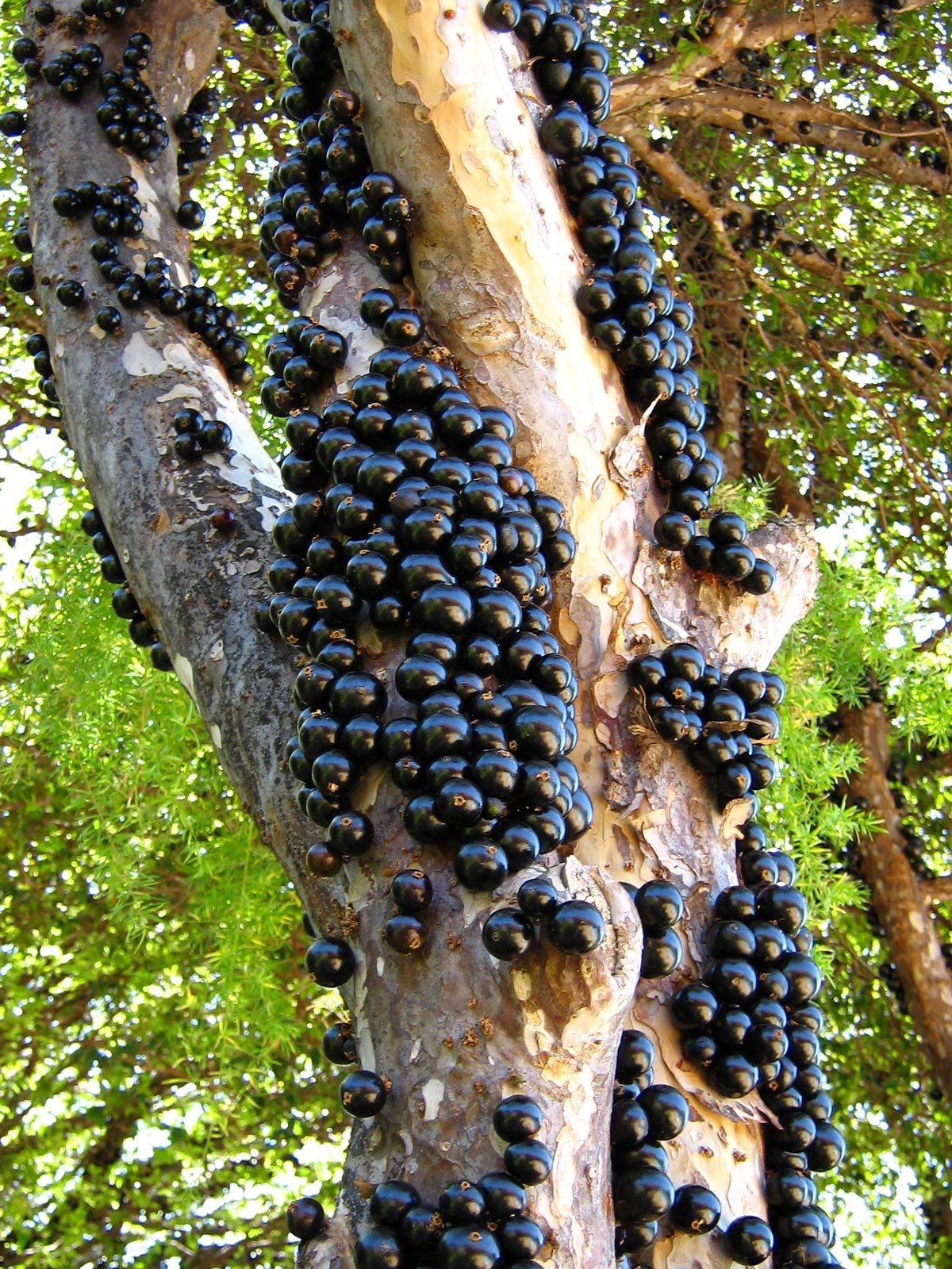 Store Yellow jaboticaba Shipping with pot