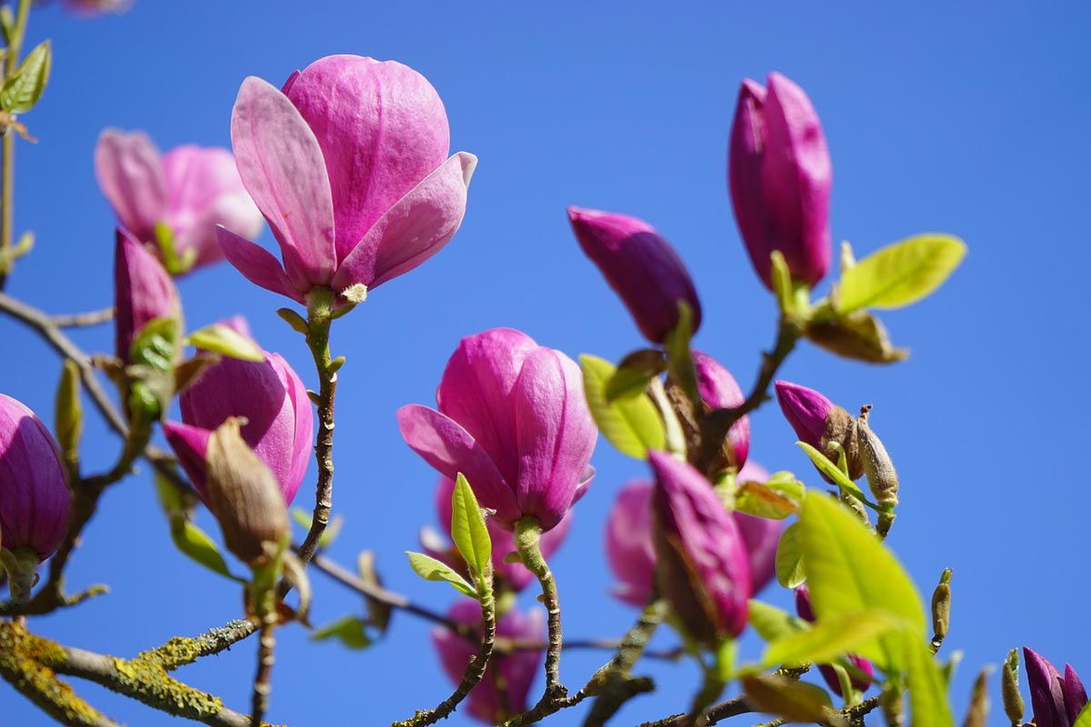 Jane Magnolia For Sale Buying And Growing Guide