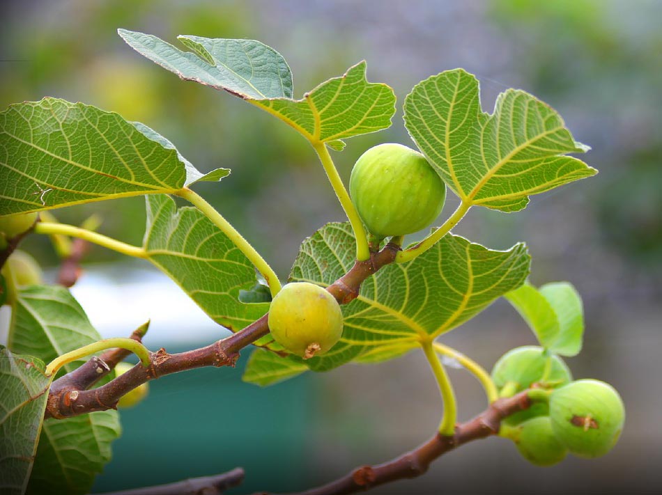 Yellow Fig Tree for Sale Buying & Growing Guide