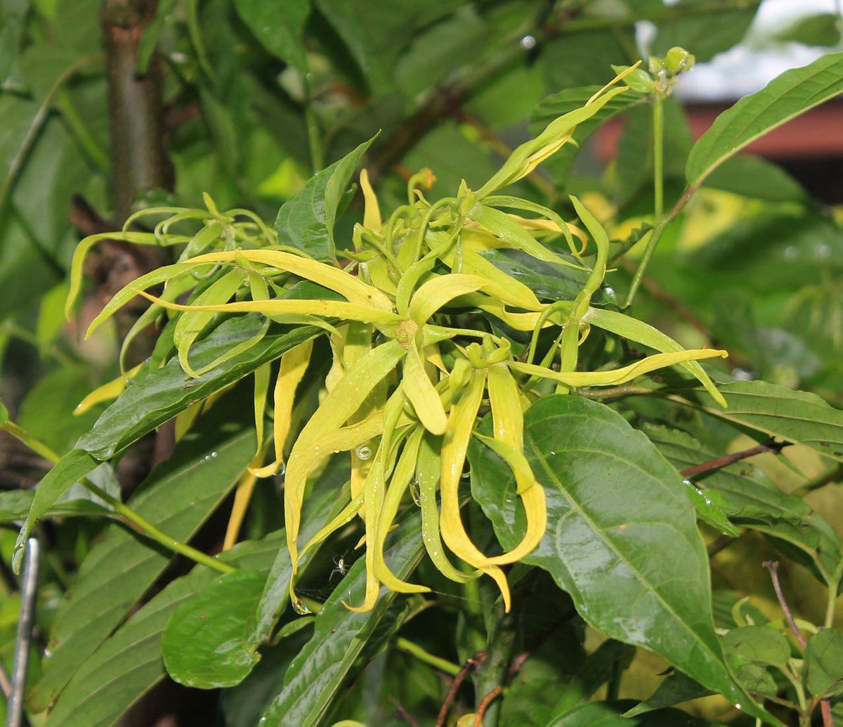 Ylang Ylang Flowering Trees for Sale - Trees.com