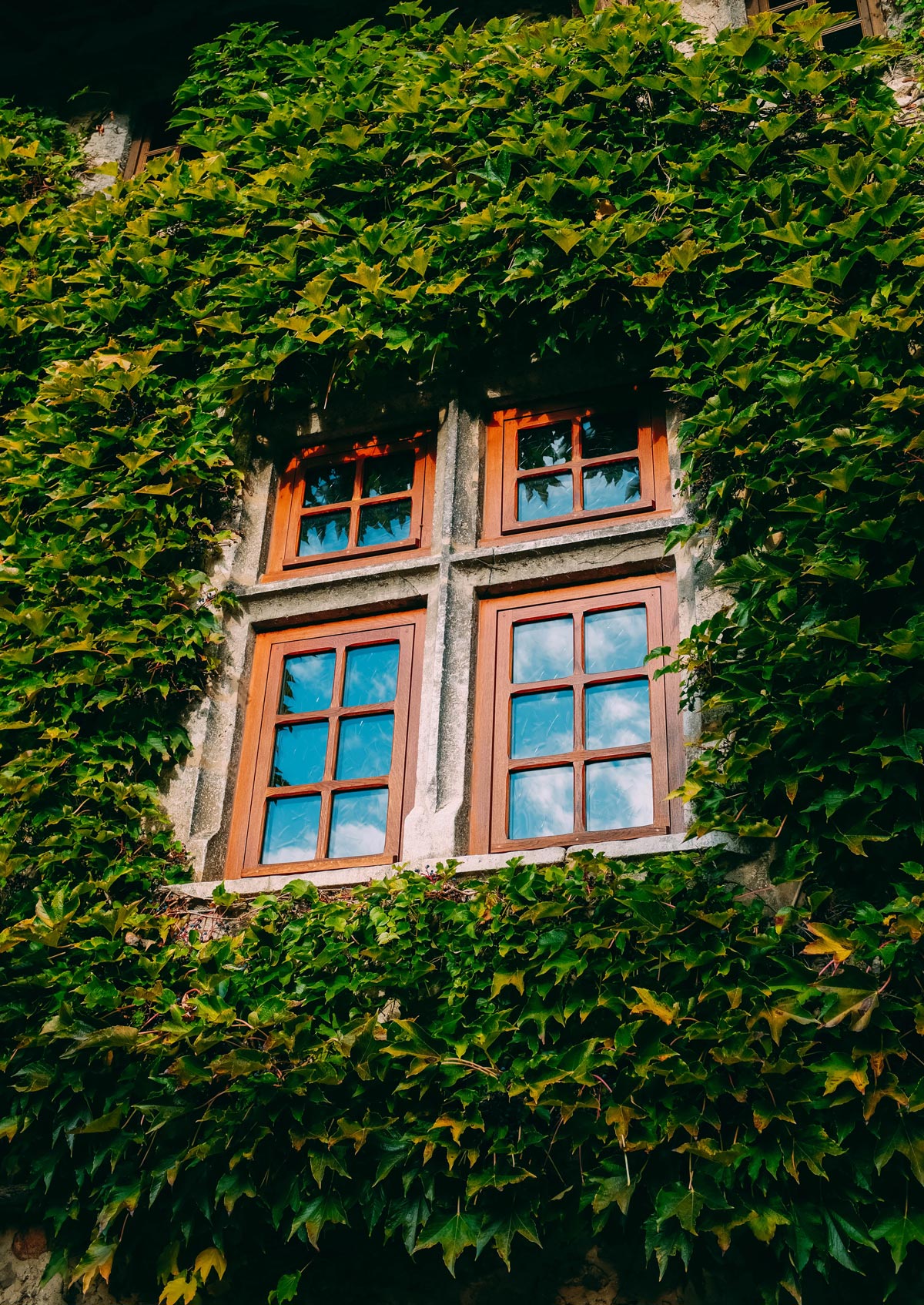 Ivy Plants Near Walls - Is Boston Ivy Growing Up Brick Surfaces Ok