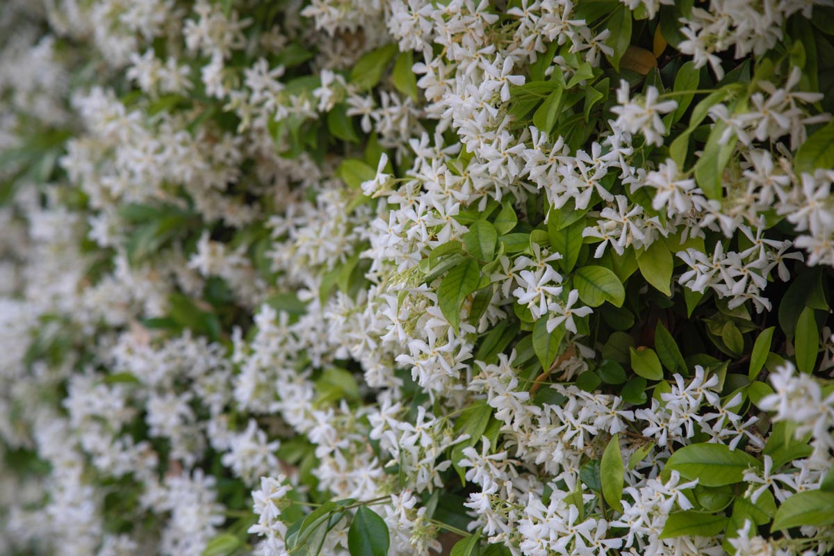 star-jasmine-for-sale-buying-growing-guide-trees