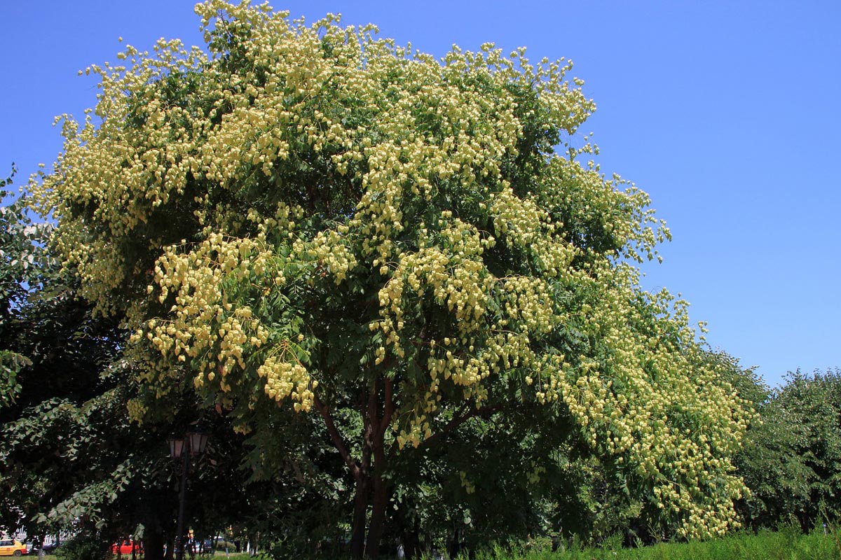 Golden Rain Tree for Sale - Buying & Growing Guide - Trees.com