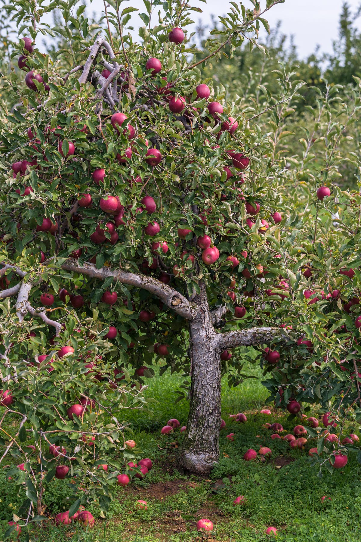 Lowe's 3.25-GAL Pink Lady Apple Tree - Sweet, Crisp Fruit - Full Sun -  Perfect for Fresh Eating in the Fruit Plants department at