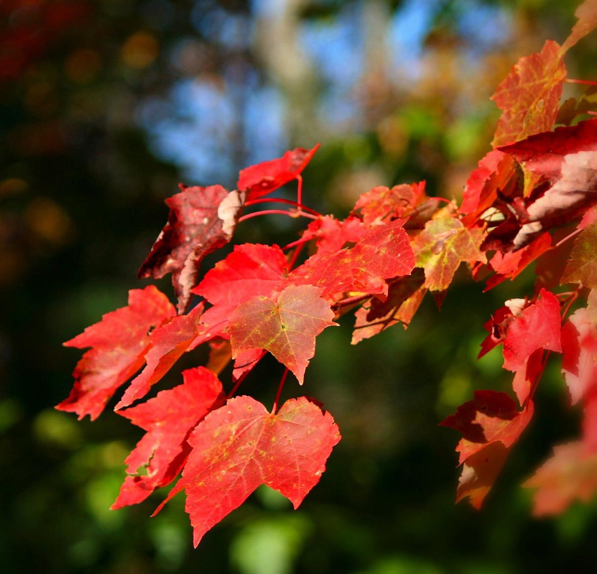 Red Sunset Maple Tree for Sale - Buying & Growing Guide - Trees.com